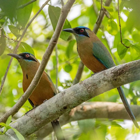 Dry forest Bird Watching in Cartagena