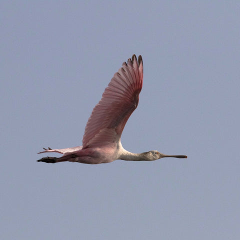 Avistamiento de Aves Cartagena | Tour Manglares La Boquilla