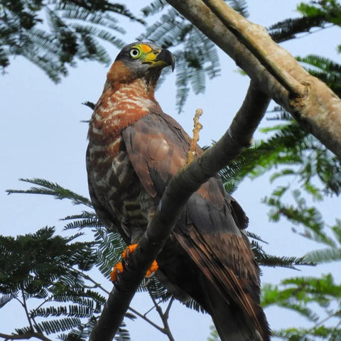 Dry forest Bird Watching in Cartagena