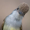 Dry forest Bird Watching in Cartagena