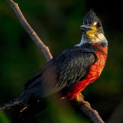 Bird watching in La Boquilla - Juan Ballena | Travel Experiences in Cartagena