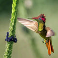 Dry forest Bird Watching in Cartagena