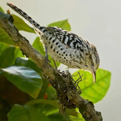 Birdwatching tour Cartagena