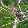 Dry forest Bird Watching in Cartagena