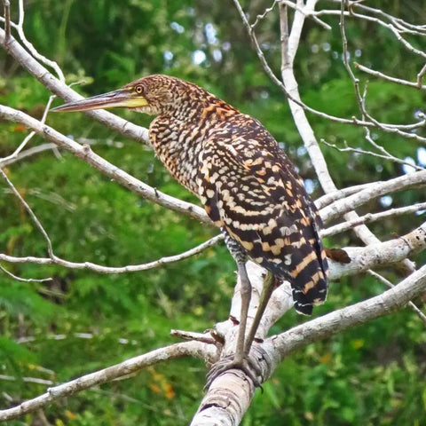 Dry forest Bird Watching in Cartagena