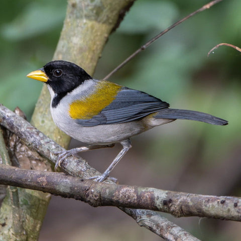 Birdwatching at Agrícola Camelias