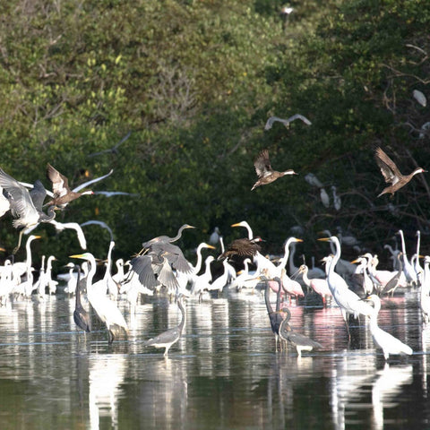 where to Birdwatching in Cartagena