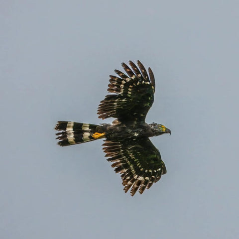 Native bird species spotted during a Cartagena birdwatching tour