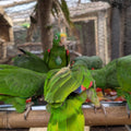 Ecotoursim-in-cartagena-macaws-sanctuary