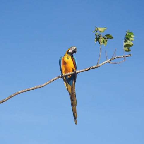 Fundacion Loros-and-macaws-sanctuary-cartagena
