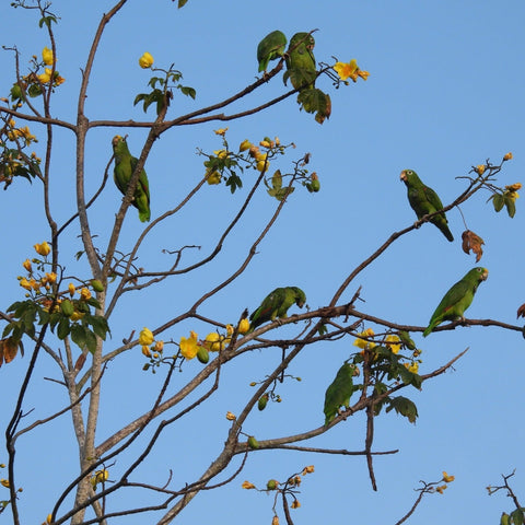 Fundacion Loros-macaws-sanctuary