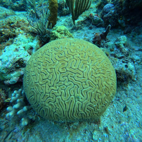coral reef wall in the Seaflower Biosphere Reserve in San Andres Island