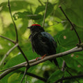 Dry forest Bird Watching in Cartagena