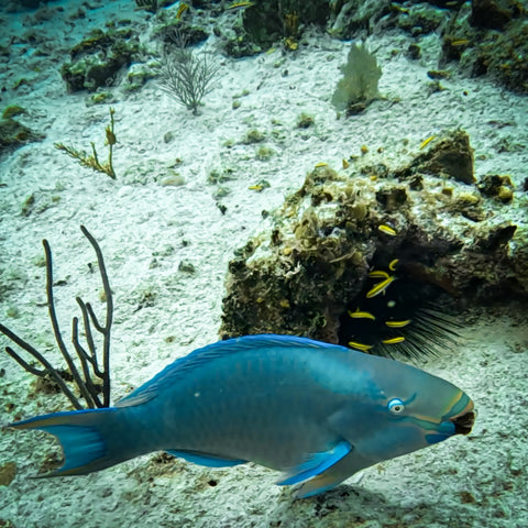 Peixes tropicais e corais coloridos durante uma imersão de mergulho na Reserva Seaflower em San Andrés