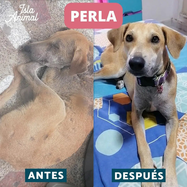 We rescue and rehabilitate dogs and cats from Cartagena streets in really bad conditions