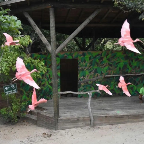 Tour to the National Aviary in Baru - Juan Ballena | Travel Experiences in Cartagena