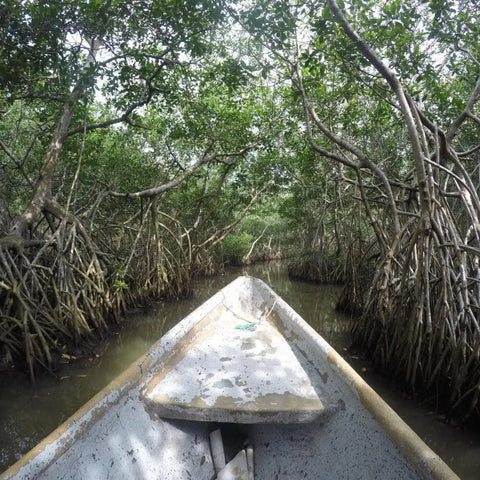 Mangrove Fishing Tour In La Boquilla - Juan Ballena | Travel Experiences in Cartagena