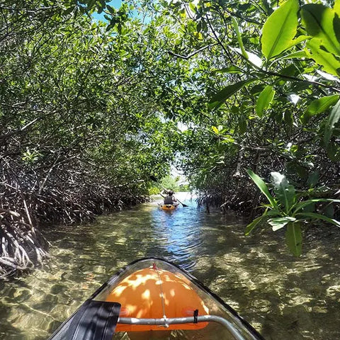 Mangrove Glass-Bottom Kayak and Snorkel - Juan Ballena | Travel Experiences in Cartagena