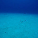 Scuba Diving in San Andres - Juan Ballena | Travel Experiences in Cartagena